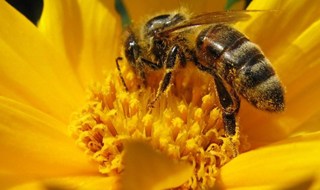 Tutti in difesa delle api, in arrivo una nuova task force