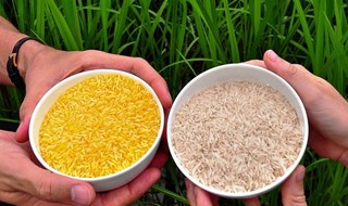 Filippine: agricoltori del Bicol dicono no al Golden Rice