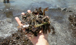 La posidonia spiaggiata diventa compost